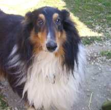 Mehr über Lassie