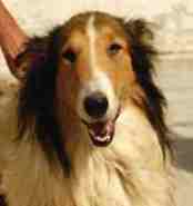 Mehr über Lassie